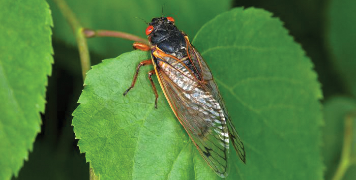 The buzz about the coming wave of cicadas