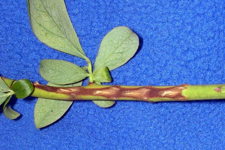 Periodical cicada management on blueberries outlined