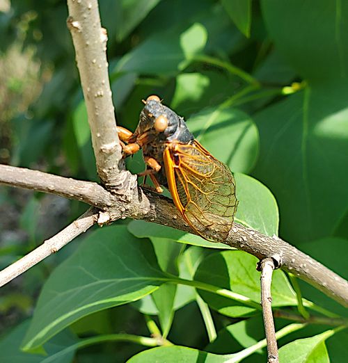 Periodical cicadas emerging as a nuisance to Michigan fruit growers
