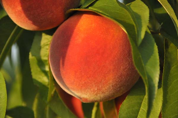 Clemson student studies disease to help peach industry