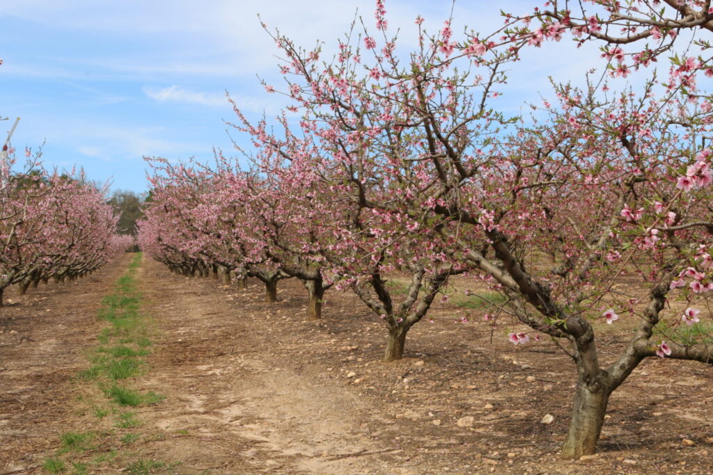 Update: South Carolina peaches suffered minimal damage from freeze