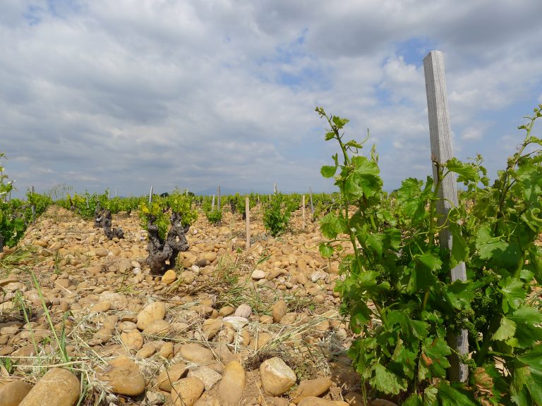 Study: Winegrapes face climate change decline