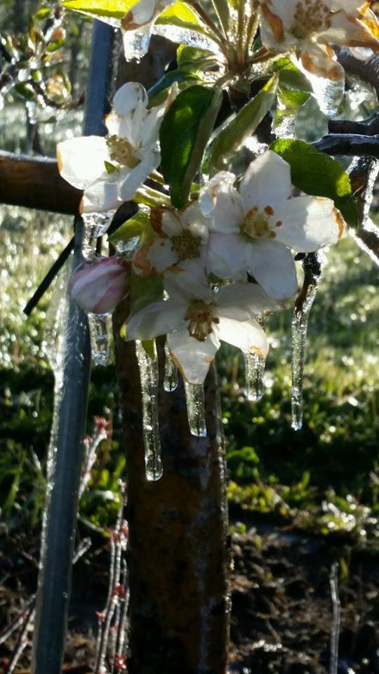 Michigan growers assess cold weather impact