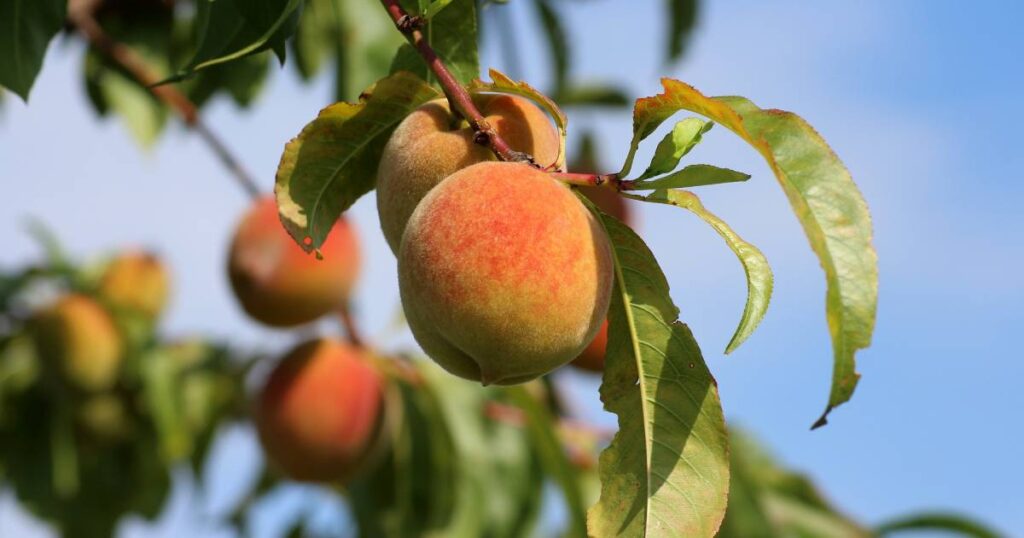 Fungal biologists fighting peach tree-killing pathogen