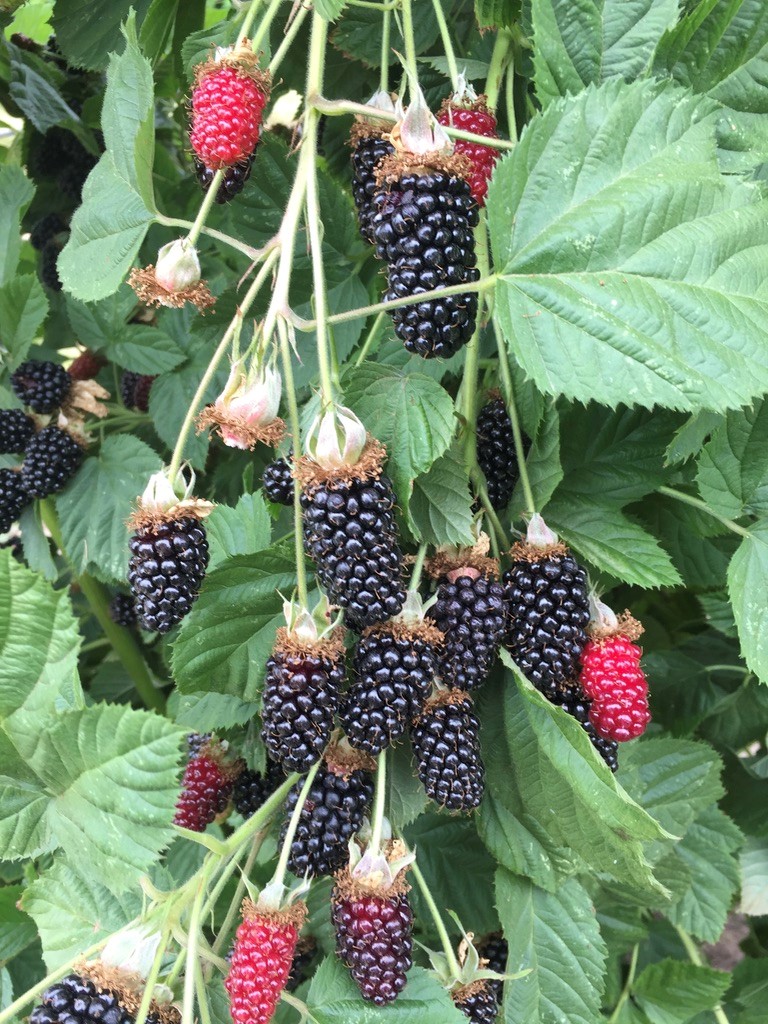 Columbia Star blackberry ready from Oregon State University