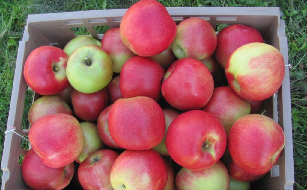 California growers react to India’s plan to end tariffs on apples, nuts