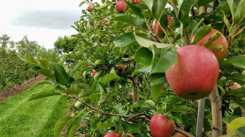 Fruit specialists tackle extreme weather issues