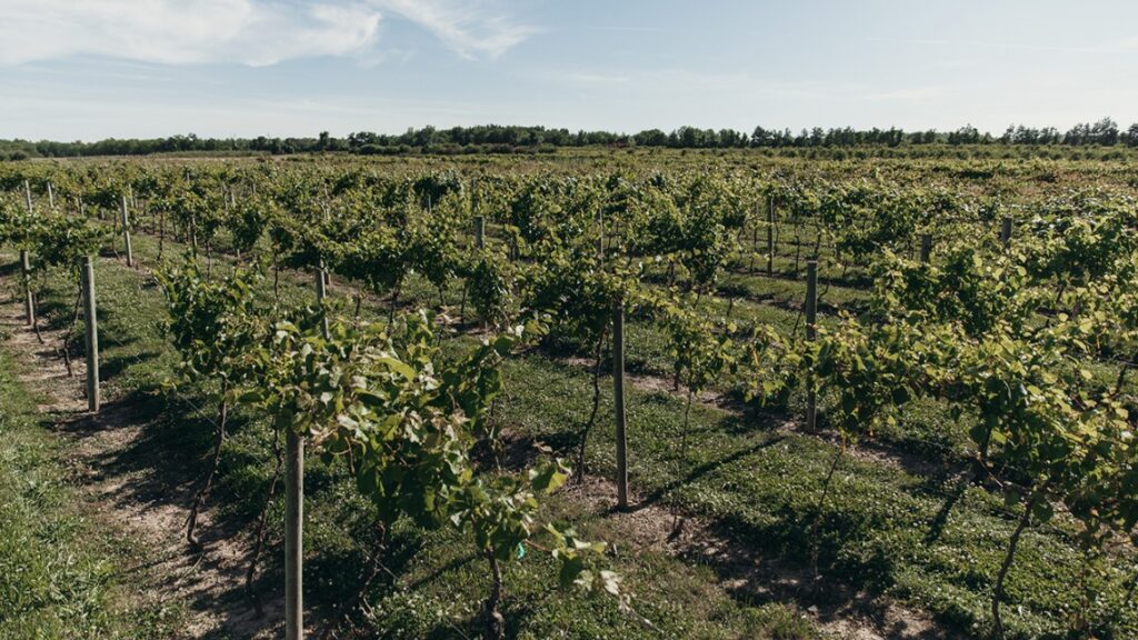 $68.9M set aside for USDA grape lab at Cornell AgriTech