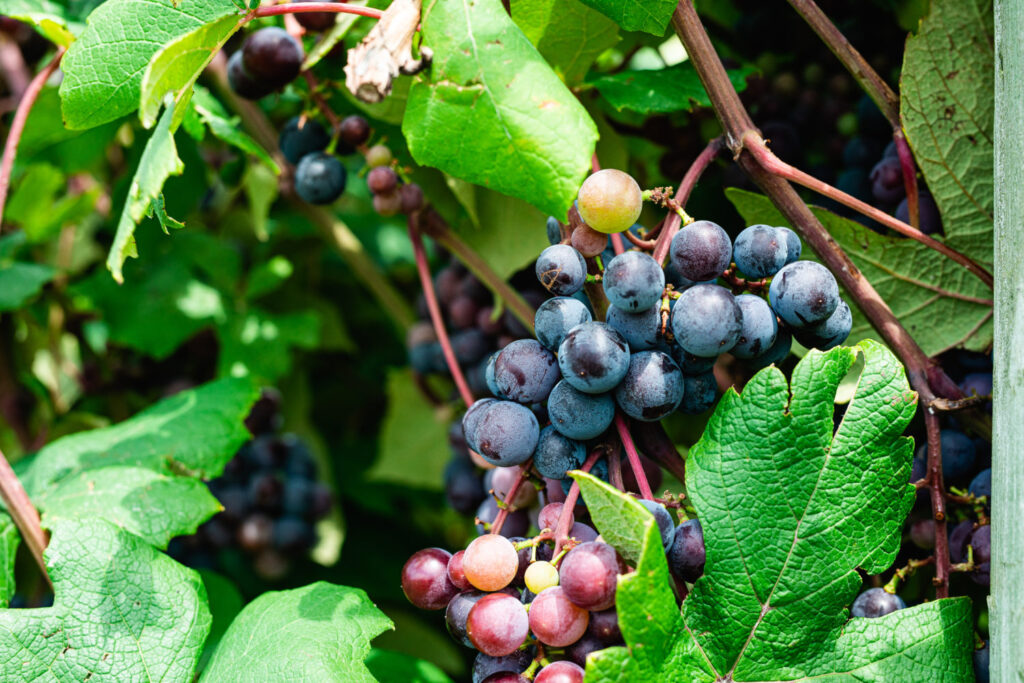 USDA-ARS offers public tour of its grape, apple and cherry collection
