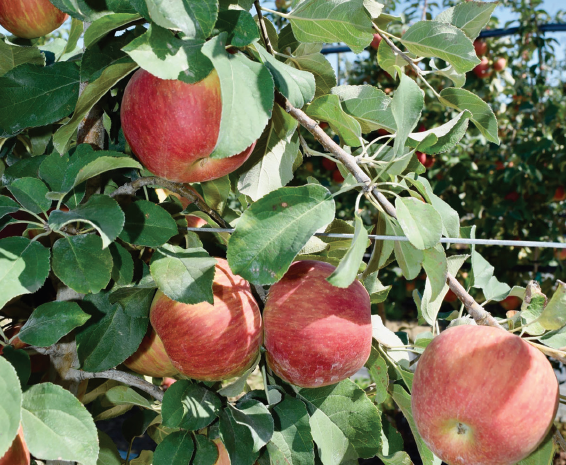 Combating Destructive Fruit Moths