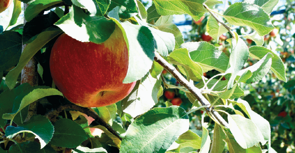 Is Your Pest Protection Washing Away?