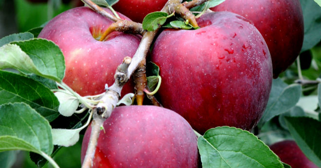 Washington bets big on new Cosmic Crisp apple