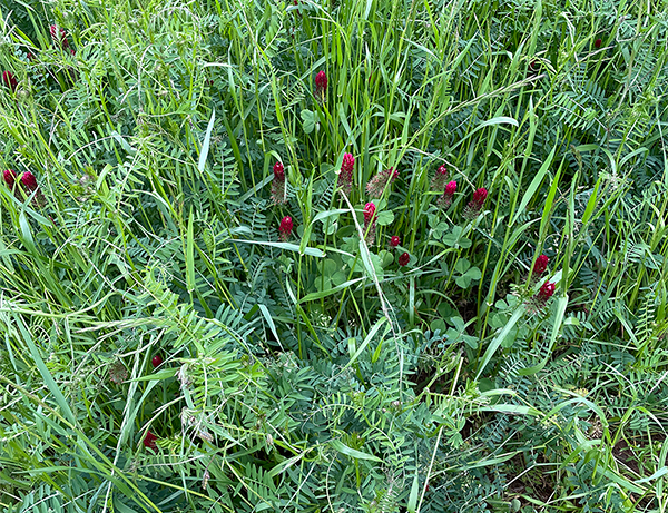 Cover crop mixes: Select right species, seeding rates
