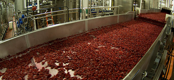 Ocean spray appoints new chief financial officer