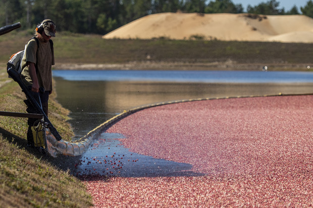 USDA seeks to boost cranberry resiliency amid climate change impact
