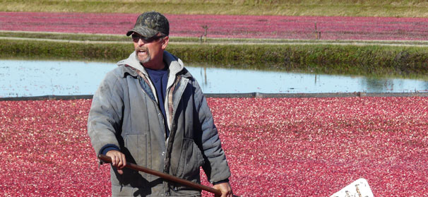 Quicker cranberries: Breeding research seeks to shorten variety development process