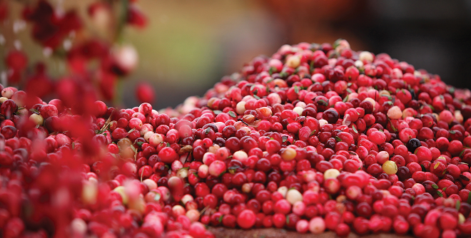 Degree days determine cranberry spray protocols