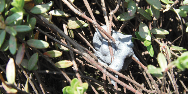Multispecies mating disruption pursued in cranberries