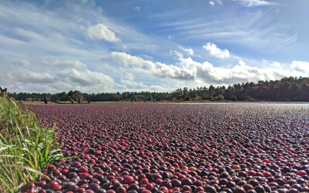 Massachusetts cranberry growers forecast an average crop this season