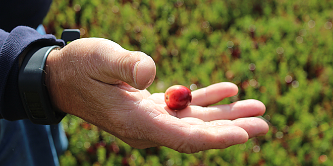 Vote on cranberry marketing order coming up for growers