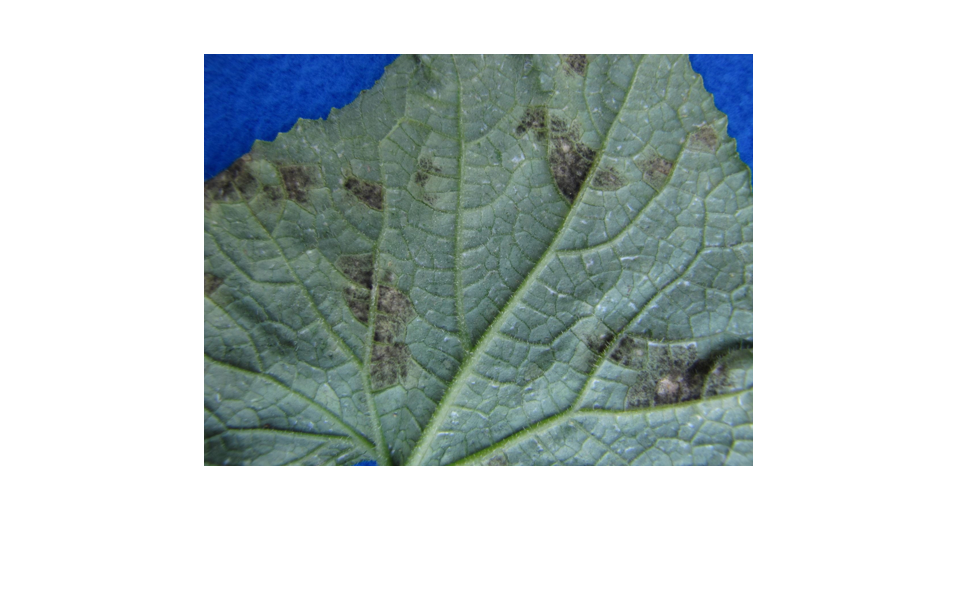 Melons hosts for cucurbit downy mildew detected in New England