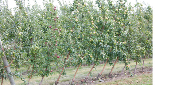 New varieties impact the tree fruit industries