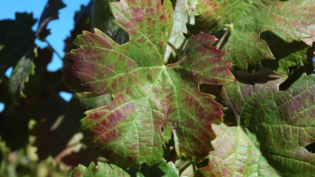 $5.25M greenhouse to protect UC Davis grapevine collection