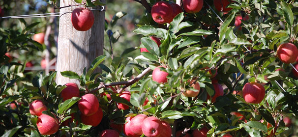 Can pilfering PYO pickers be pinched?