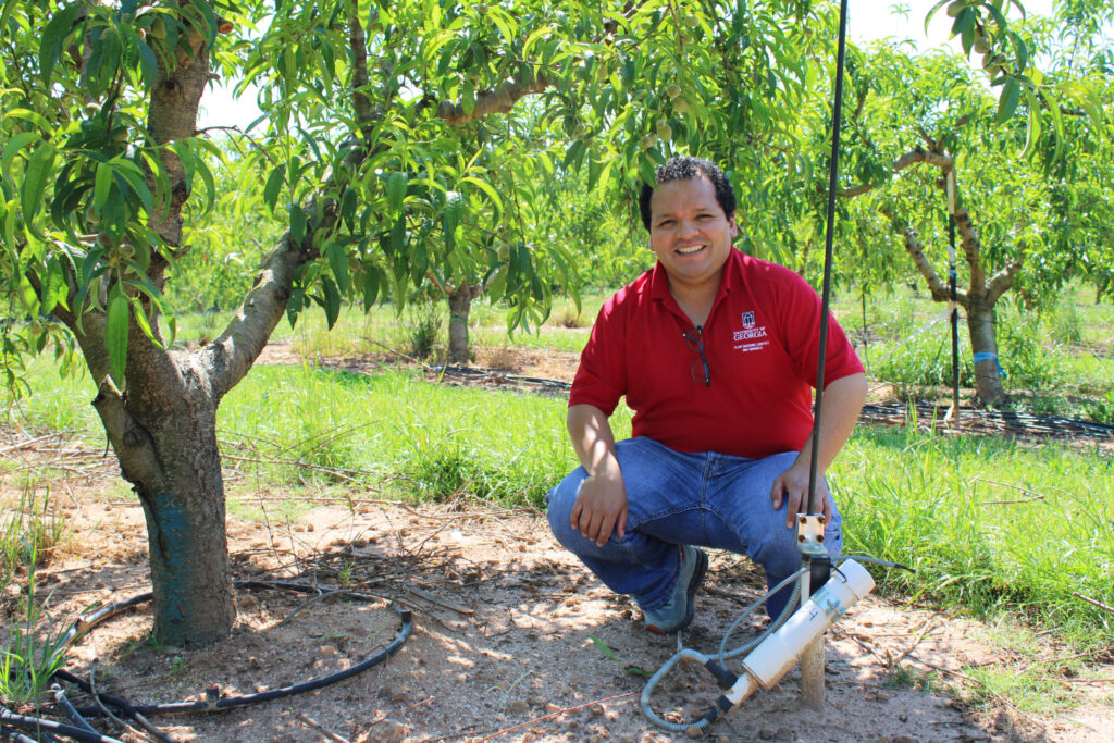 Newly planted, established peach trees benefit from irrigation in UGA study