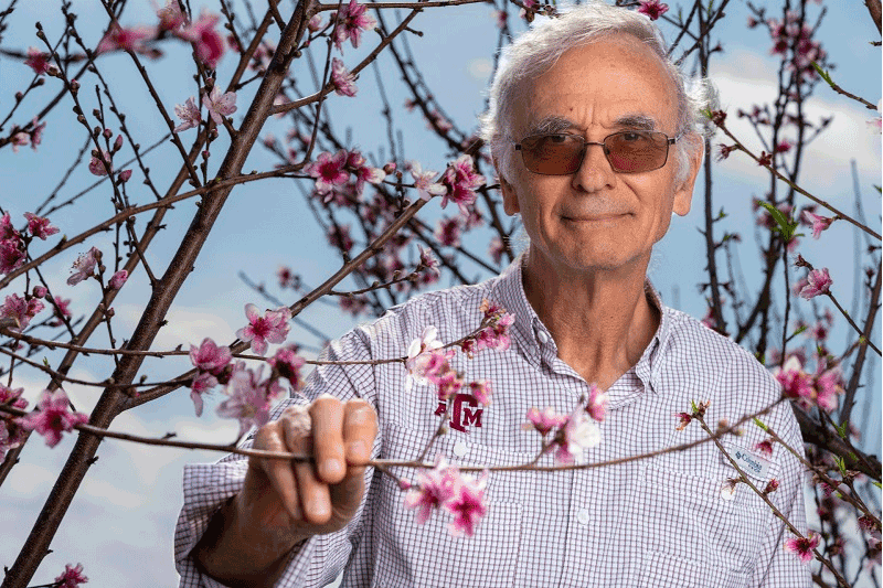 Texas A&M releases low-, medium-chill peaches