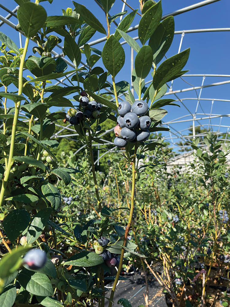 photo of blueberries in high tunnel