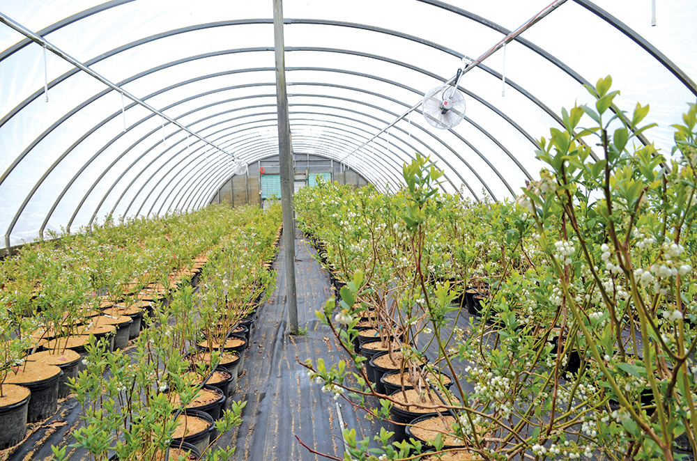 DeGrandchamp Farms’ high tunnel success