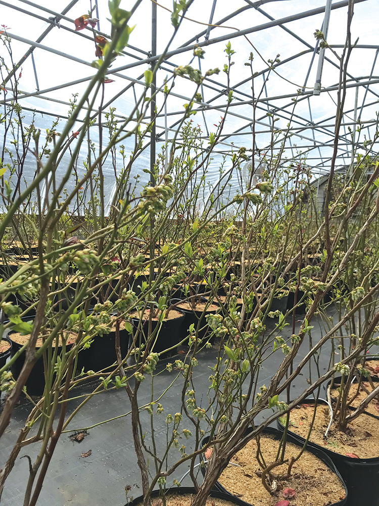 Blueberry plants in high tunnels photo