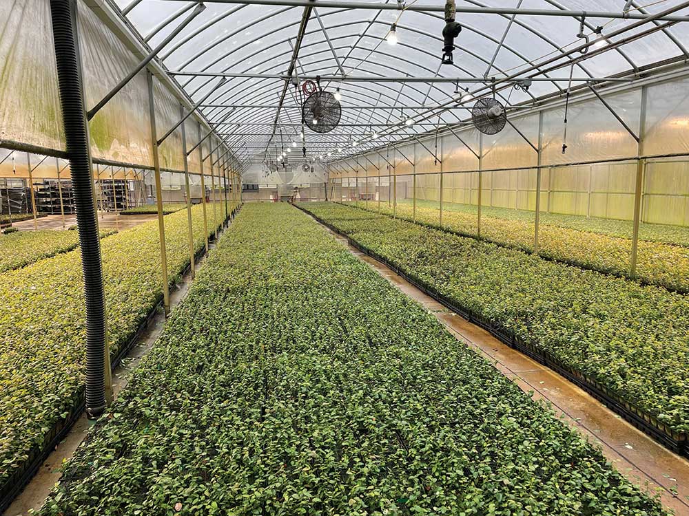photo of blueberries in high tunnels.