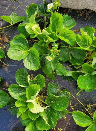 Delmarva strawberry crop kicking into gear