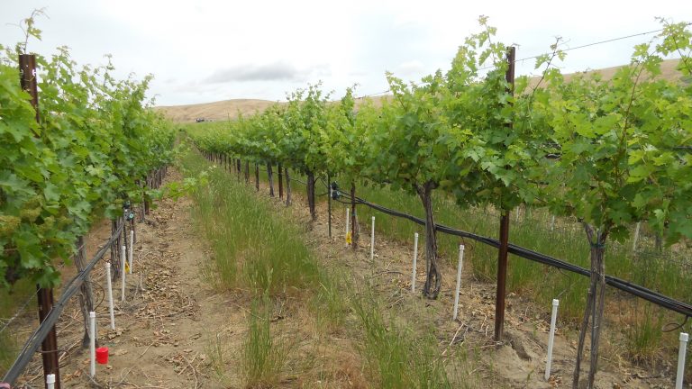 New irrigation system can cut vineyard water usage by 35%