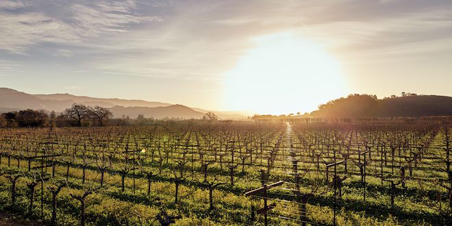 Dominus Estate’s organic, dry-farmed vineyards create harmony with the land