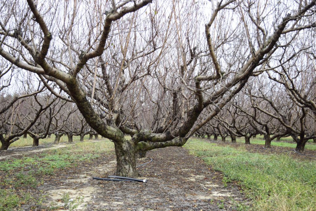 Southwest Michigan orchards, vineyards losing crops to the polar vortex