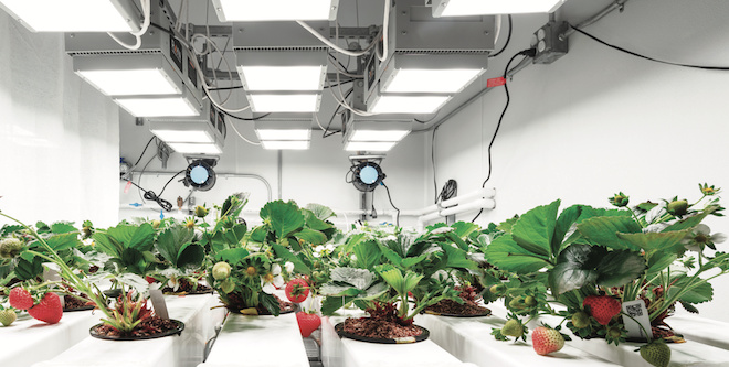 Fresh produce association forms CEA leadership council