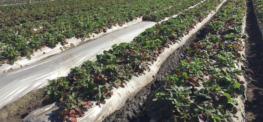 Driscoll’s organic program takes off