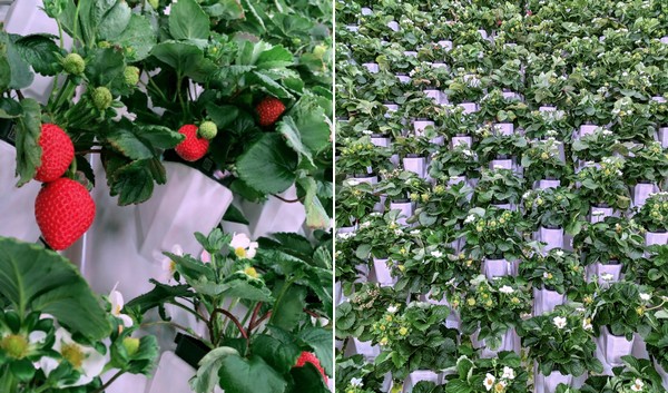 Driscoll’s, Plenty to build commercial strawberry indoor vertical farm 