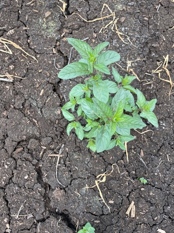 Optimizing herbicide performance during droughty conditions