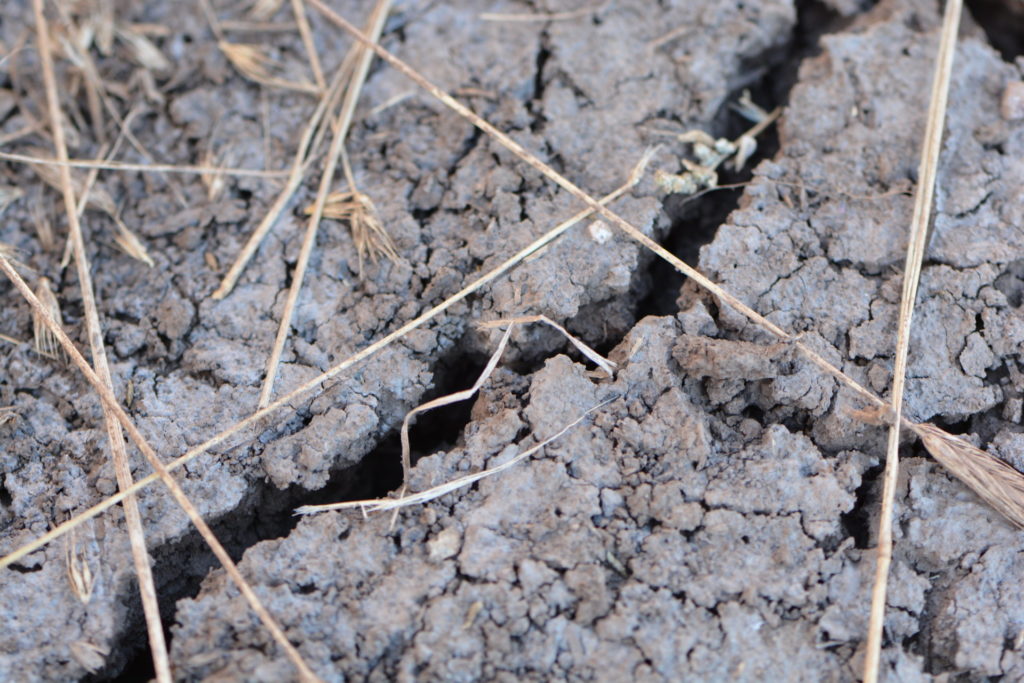 Soil moisture conditions suffer as Texas faces lingering drought