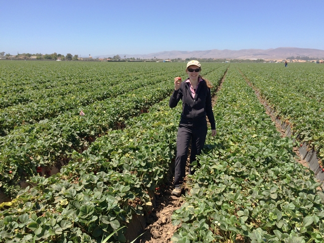 Spider mites in strawberries targeted