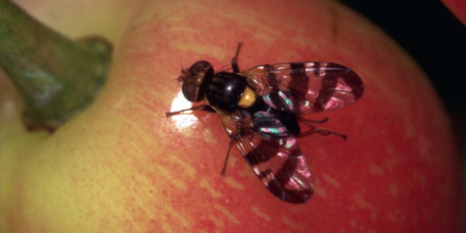 APHIS expands European cherry fruit fly quarantine in Orleans County, NY