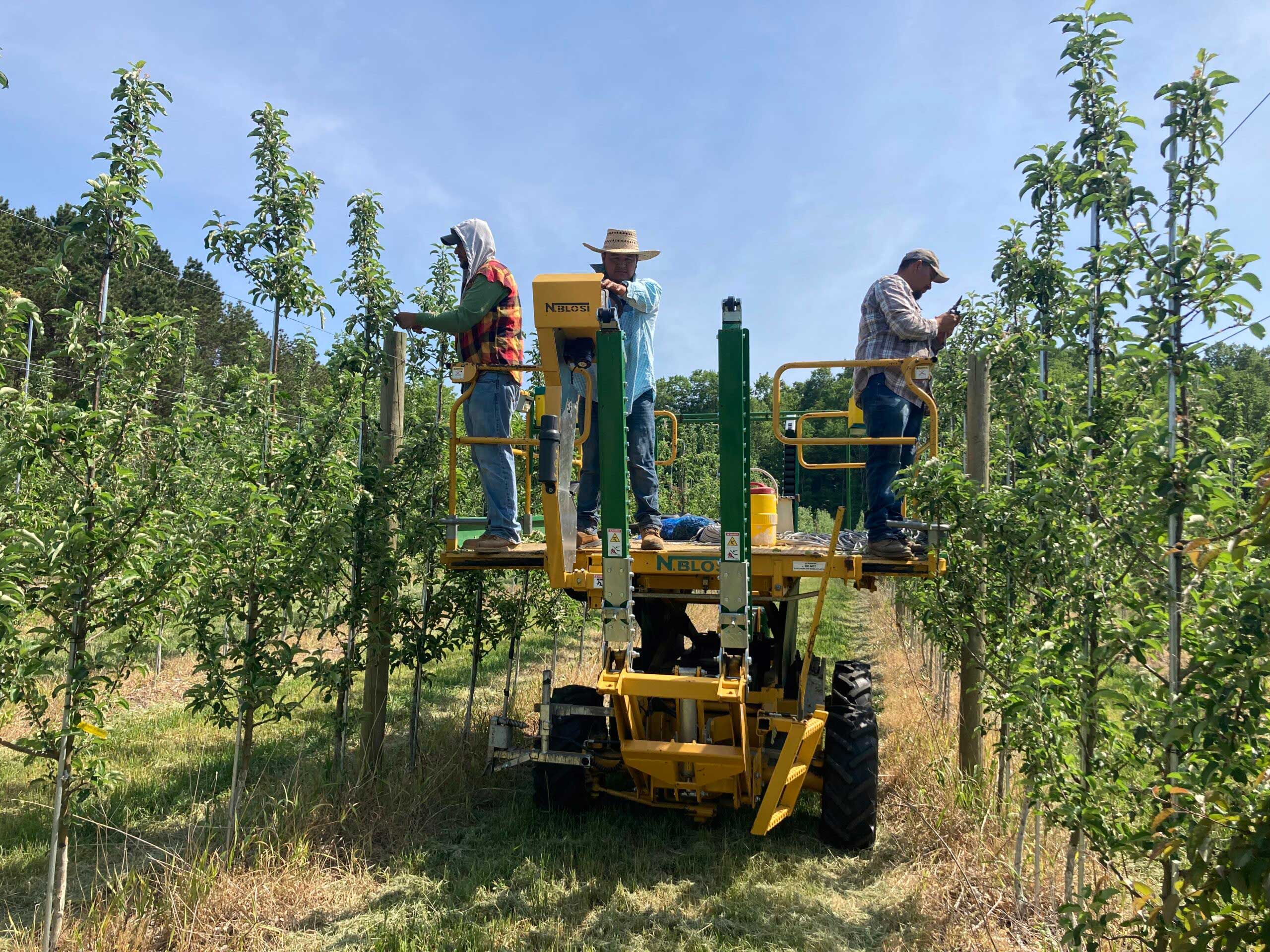 Three men on a lift pruning apples in an orchard