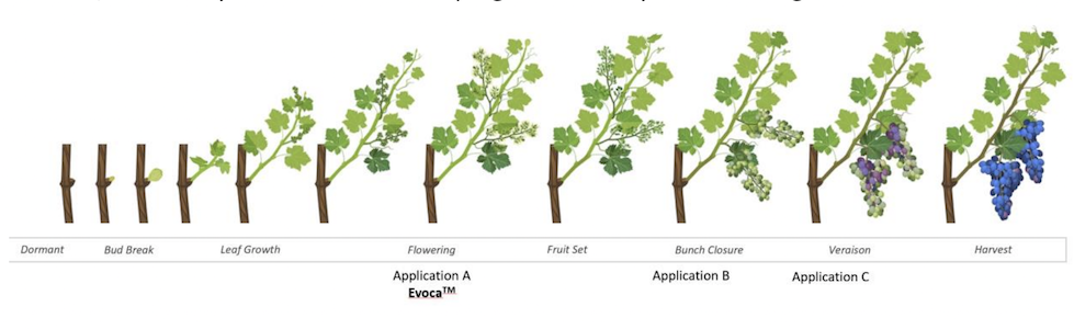 New field trials show efficacy of Biotalys’ first biocontrol Evoca