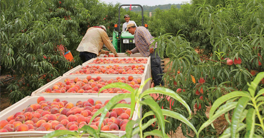 Titan Farms, a southeast peach powerhouse, tests soil, combats pests and disease