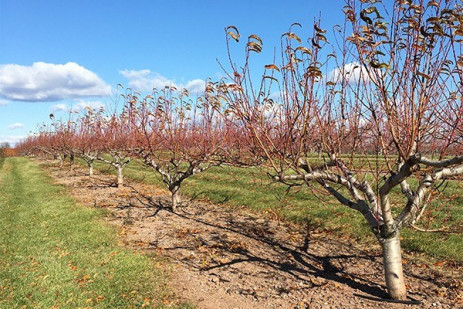 Don’t overlook orchard sanitation and weather station maintenance