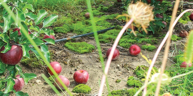 Falling Apples: Growers challenged by costs, declining acreage